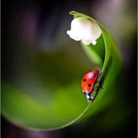 Frédérique formatric AVANTHEY