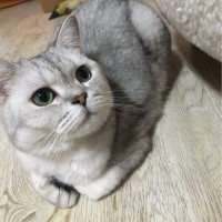 姜含笑