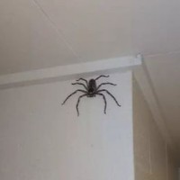Office Spider