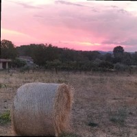 Tommasina Luana Carè