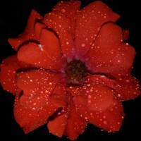 Sumaiya Binte Ismail