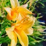 Lillie S.