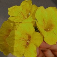 Vahnitha .M