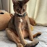 Retno Riyanti