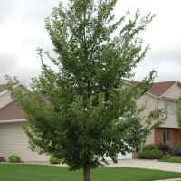 Cameron Rand