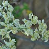 Grenera Asia
