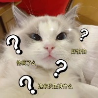 陈茶茶