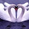 Muthu Selvam