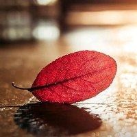 万家振