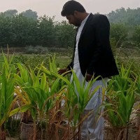 Sanaullah Mahar