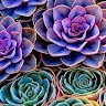 Crystal Kush