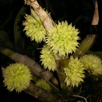 Armand Le court de billot