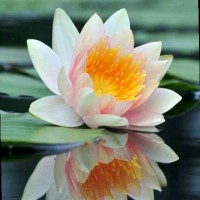 Keerthishree Nl