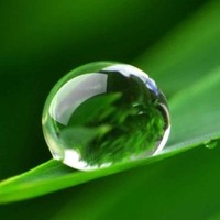 Dew Drop