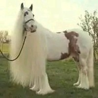 Muhammad Shaker