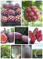 任东阳