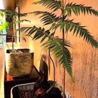 梁嘉明