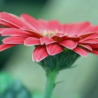 Namdrol Miranda Adams