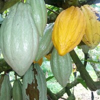 brice armel konan kouassi