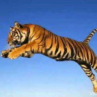 Nagendra D.