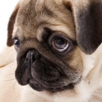 saŤmalők saŤmalők