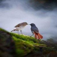 白宗甫