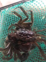 章成龙