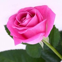 Tina Tina (Native Courtworker) Duguay