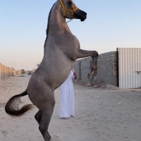 علي بن مبارك الهمامي