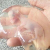 梁芸铭