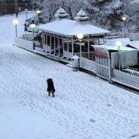 SHIMLA HONEYMOON TOUR PACKAGES