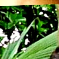 Joy karmakar,