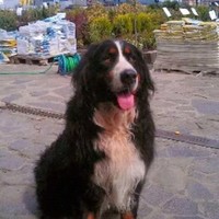 Василий Чаварга