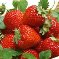 Mohamadmardani Strawberry