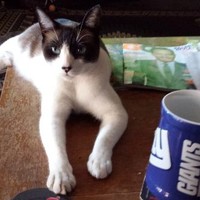 Kahlua Kaiser