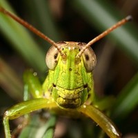 El Grillo De Nurun