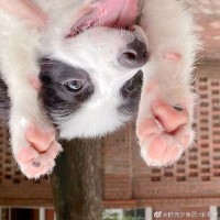 刘彦均