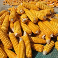 Shivakumar Gowda