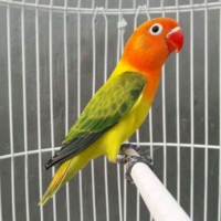 Soli Hidayat Hidayat