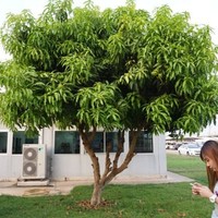 แสงเพียร สักลอ