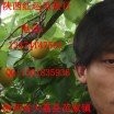 李红运