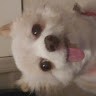 Lulu The Chubby Dog