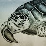 Turtledize Beats