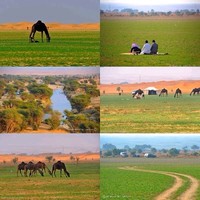 أبوالحسن اليامي