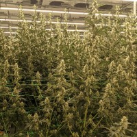 Matthew S.