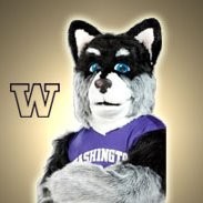 Harry The Husky