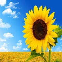 Sun Travel N Tours
