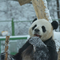 郭发明