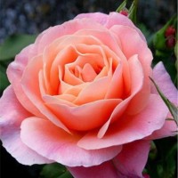 Rose-Marie Kremers