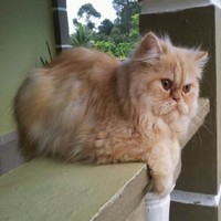 pinky in